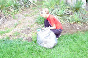 WVU student Crystal Daniels weeds around some shrubs on the WVU campus. Daniels is among 50 students doing their part to spruce up the campus through the WVU Facilities Management summer student employment program.
