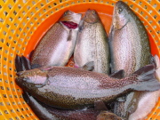 Rainbow trout raised at the Robinhood mine site in Boone County is harvested.  