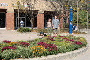 The WVU campus is adorned with beautiful chrysanthemums this fall thanks to the Plant and Soil Sciences Club at the Davis College.  Students in the club grew the flowers this past summer.  Proudly standing behind the mums planted near the College of Busin