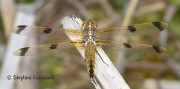 \"Dragons and Damsels in the Mountain State: The West Virginia Odonata Atlas\" is the topic of WVU\'s annual Brooks lecture Friday, March 16, at 7:30 p.m. Guest speaker will be wildlife diversity biologist Sue Olcott. The species pictured h