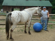 Animal and Nutritional Sciences student Rachel Ripley of Morgantown trains a horse on the farm of Carol Petitto, a WVU adjunct instructor. The training is part of a new course that will be offered this fall at WVU, called Introduction to therapeutic Horse