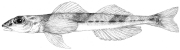 Sketch of diamond darter