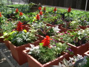 The WVU Greenhouse\'s spring plant sale kicks off Saturday (April 26), the same day as the WVU Plant and Soil Sciences Club\'s annual Spring Horticulture Show. Many plants and flowers will be available for purchase.