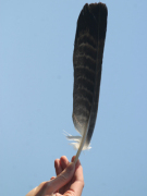Eagle Feather