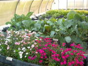 Ornamentals and vegetables