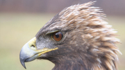 Eastern Golden Eagle