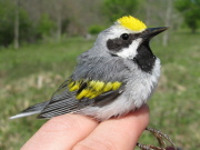 Male golden-winged warbler