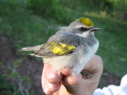 Male golden-winged warbler