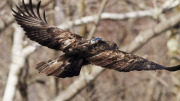 Eagle Transmitter