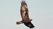 Eagle Feature