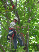 Greg in Tree 2 GAD