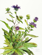 Blue Stokesia by Gloria Plevin
