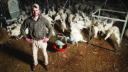 28183 turkeys 1