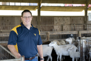 Sheep research