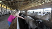 Visit WVU's Animal Sciences Farm on Oct. 6 for Family Day at the Farm.