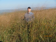 WVU professor Jeff Skousen is pictured with biofuel grasses on a reclaimed mine site.