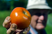 Mannon Gallegly holds the West Virginia '63 tomato.