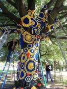 At left, artist Carol Hummel climbs a ladder to attach colorful blue and gold knitted and crocheted pieces to the Willow Oak tree near the Creative Arts Center, as part of an art project celebrating Morgantown's 2013 celebration of "The Year of the Tree."