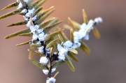Hemlock Wooly Adelgid