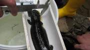 Hellbender