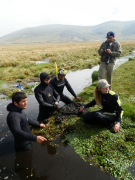Shannon Behmke (bottom right) works with SERNANP officials, a workshop attendee and Denver Zoo personnel to check for frogs and tadpoles during a monitoring session.