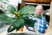 Tom Simonyi trims bonsai plants