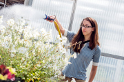 Caroline Hooks waters plants in the WVU Greenhouse