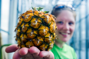 Kiersten Hooks holds a pineapple grown in the WVU Greenhouse