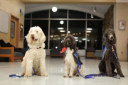 Therapy Dogs