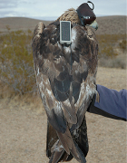Eagle with transmitter