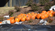 Pumpkin Drop