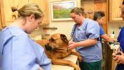 Veterinary Students