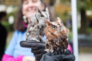 Owls