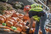 Picking through pumpkins